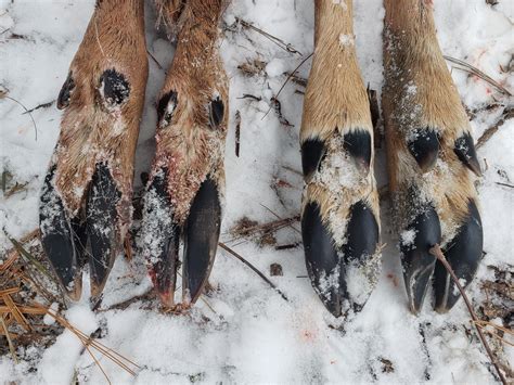 What The Toes Show - Earth Tracks