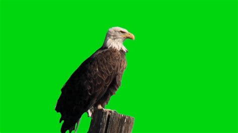 Green Screen Eagle Youtube