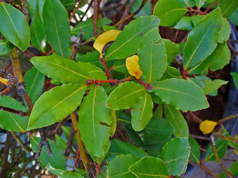 Cómo plantar un laurel