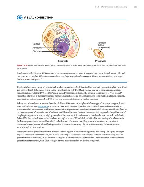 Chapter 14 DNA Structure And Function Part 5 VISUAL CONNECTION Figure