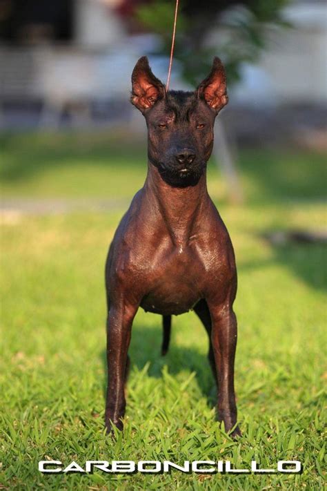 Xoloitzcuintle Standard From Xolos Origen Dogs In The World Natura