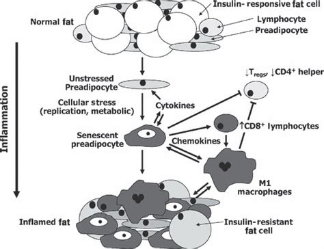 Hypothetical model of the chain of events culminating in fat tissue ...