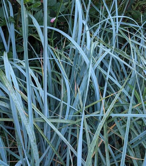 Leymus Arenarius Blue Dune Blue Lyme Grass From Prides Corner Farms