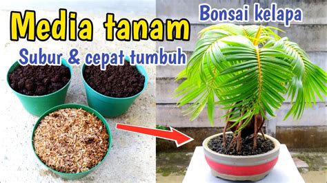 Cara Membuat Media Tanam Bonsai Kelapa Agar Subur Dan Cepat Tumbuh