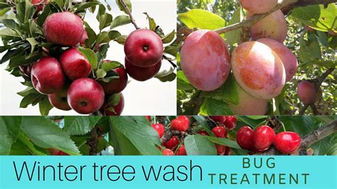 Winter Tree Wash Fruit Trees Bug Treatment Youtube