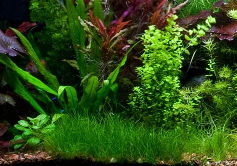 Dwarf Hair Grass Eleocharis Parvula Clumps Aquarium Plants