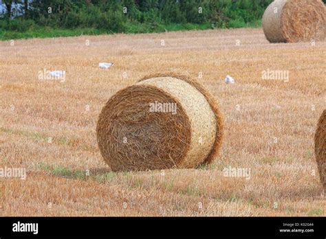 Huge Hay Bales Dotted Around The Field They Have Just Been Harvested