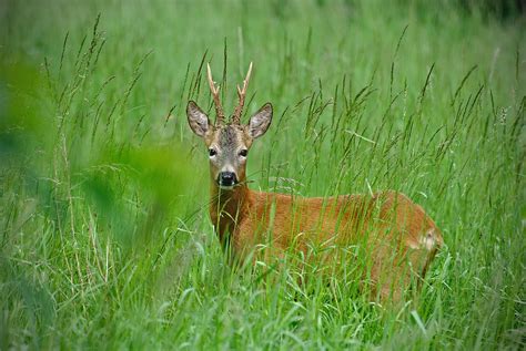 Césped Naturaleza Animales Foto gratis en Pixabay Pixabay