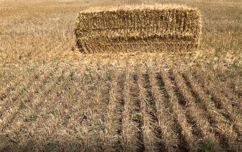 Managing Wheat Residue And Controlling Weeds Cropwatch University