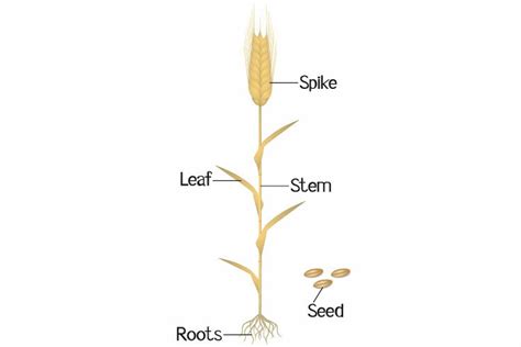 Wheat Plant Parts