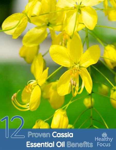 12 Proven Cassia Essential Oil Benefits - Healthy Focus