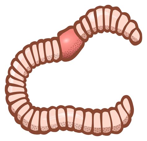 Worms Png Images Free Download Worm Png