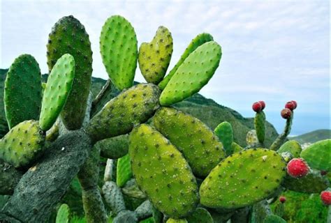 Nopal Opuntia Prickly Pear Cactus Succulent Live Plant Etsy