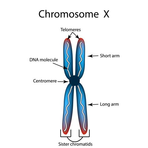 Kromosom