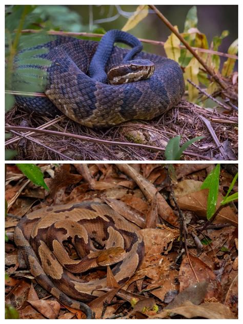 Venomous Snakes Of The Carolina S Cottonmouths And Copperheads