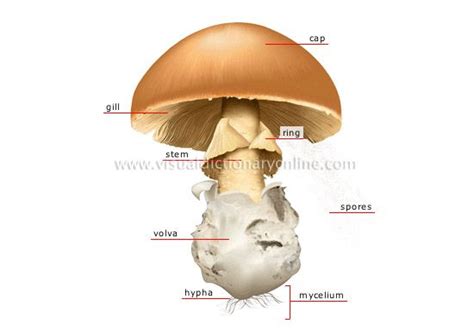 Mushroom Anatomy Mycology Pinterest