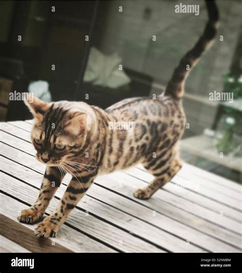 Bengal cat with claws out Stock Photo - Alamy