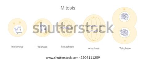 Process Stages Cell Division Mitosis Interphase Stock Vector (Royalty Free) 2204111259 ...