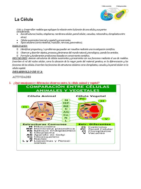 Clase De Hoy Martes O6 09 6básico 1 Docx Con Aalgunas Respuestas Pdf Citoplasma