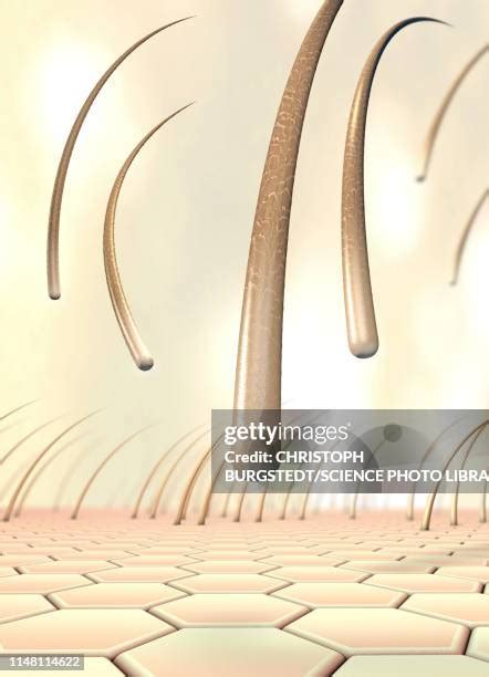 Hair Follicle Close Up Photos And Premium High Res Pictures Getty Images