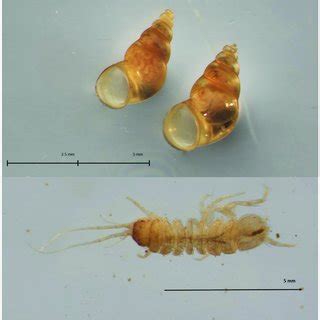 Invasive species in German DWDS: (above) New Zealand mud snail ...