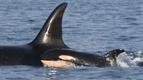 Puget Sound orca gives birth to calf in 'good physical condition' - Thelocalreport.in