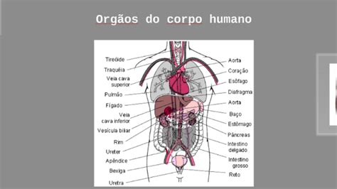 Onde Fica Os Órgãos Do Corpo Humano - Corpo Humano Órgãos – Quais Os Órgãos Do Corpo Humano – MGGED