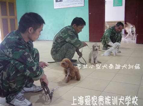 上海训犬基地 上海狗学校 上海训狗 上海宠物训练 上海宠物培训 上海爱家宠物训犬学校