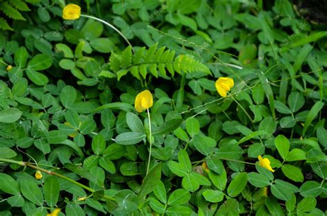 Arachis Duranensis Planta Foto Premium