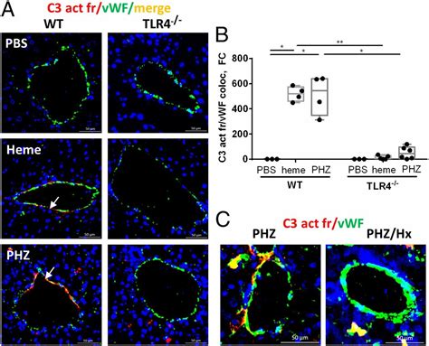 P Selectin Drives Complement Attack On Endothelium During Intravascular