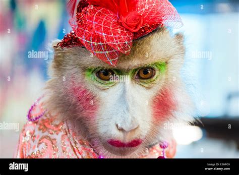 Portrait Of Trained Dressed Monkey Posing With Turists In Thailand