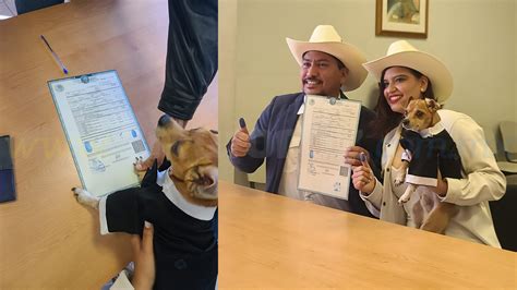 Perrito “firma” Como Testigo En La Boda De Sus DueÑos En Sonora Arturo Ortiz