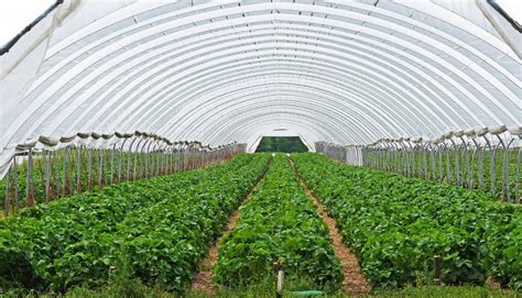 Las Mejores Plantas Y Hortalizas Para Cultivar En Invernadero Clima