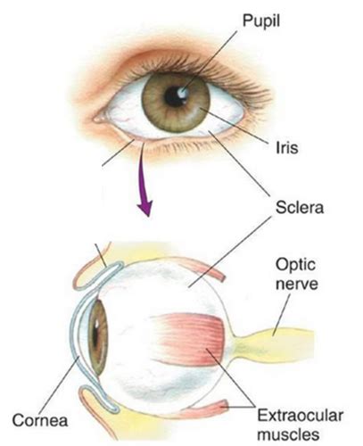 The Visual System The Eye And Retina Flashcards Quizlet