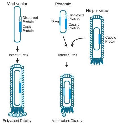 Phage Display Service - Cusabio