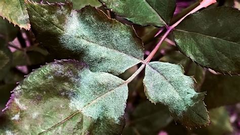 Mofo Branco Nas Plantas Misturinha Natural Ajudar A Solucionar Problema