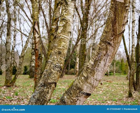 Birch Bending Under The Weight Of Frosted Branches Royalty Free Stock