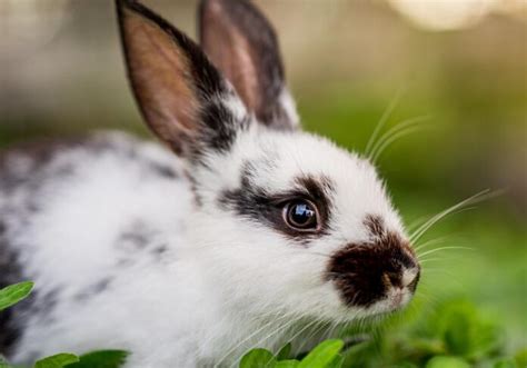 Rabbit Dental Care Is Central To Their Overall Health So Act Early