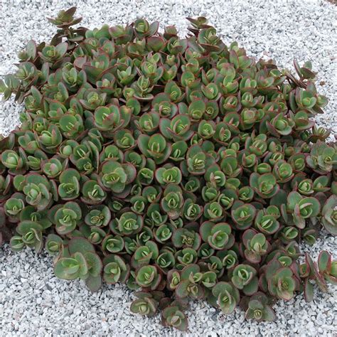 Sedum Sunsparkler Lime Zinger White Flower Farm