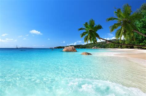 Wallpaper Green Palm Tree On Beach During Daytime Background