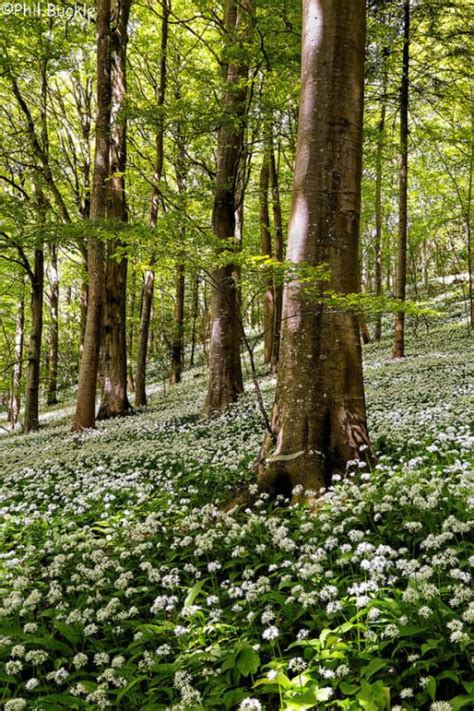 Seasons Eatings Wild Garlic April Is When Wild Garlic Is At Its Peak