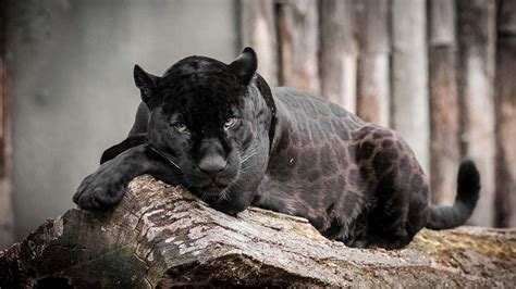 Download A Fierce Black Leopard Prowling In The Night Wallpaper