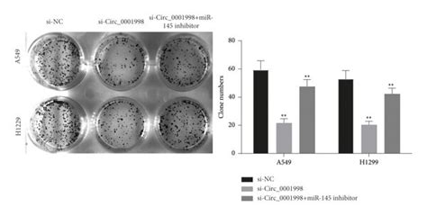 Mir Inhibition Reversed The Effects Of Si Circ On A And