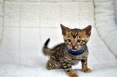 Bengal breeder for sale – Artofit