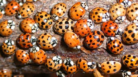 How To Get Rid Of Asian Lady Beetles They Re Not Ladybugs