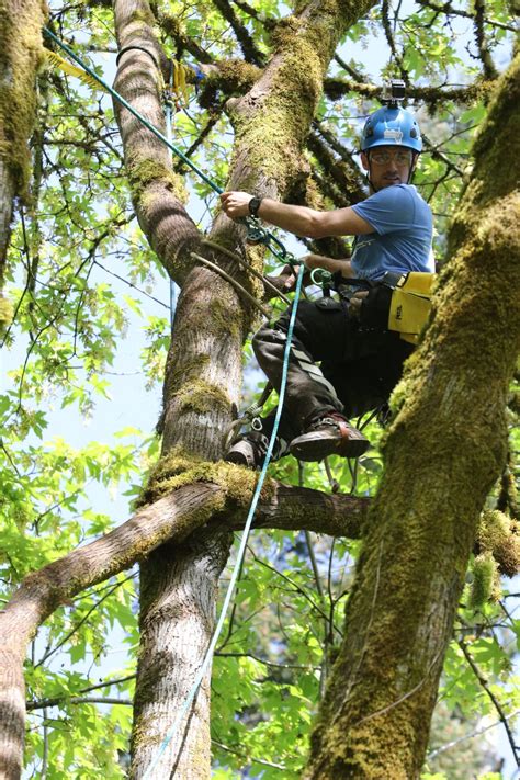 Tree climbing competitions | Grizzly Tree Experts