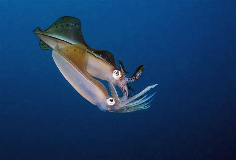 Bigfin Reef Squid Photograph By Georgette Douwma Pixels