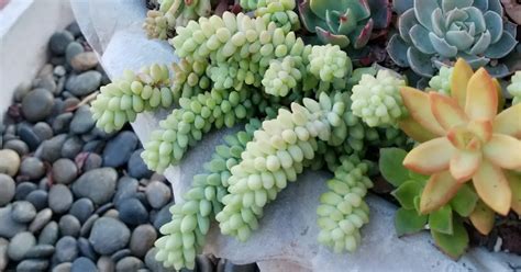 Baby Burros Tail Sedum Succulentdotcare