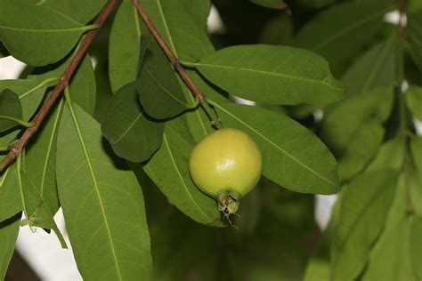 How Much Water Does My Malabar Plum Need Picturethis