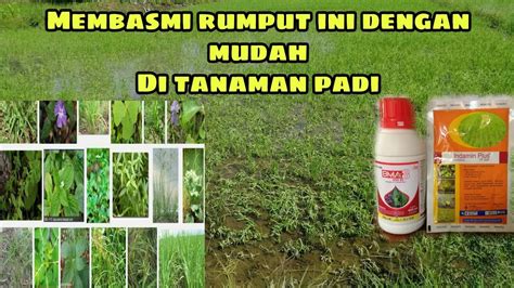 Racun Rumput Untuk Tanaman Padi Sawah Segini Dosis Nya Youtube